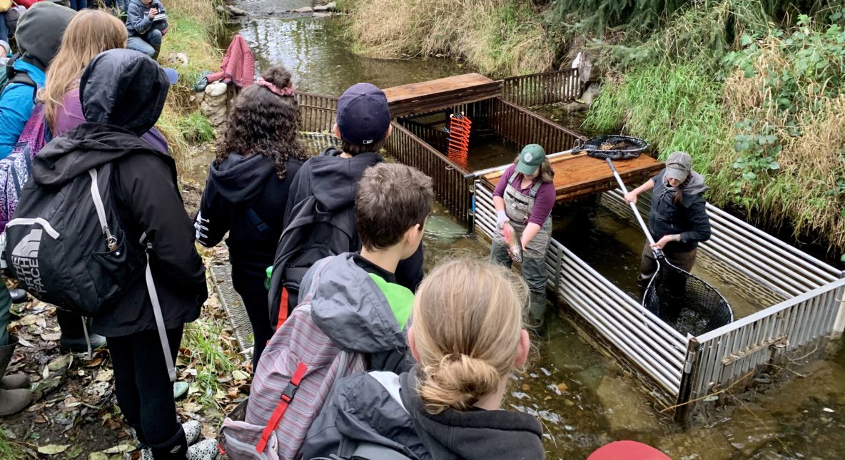 Cheri Scalf, WDFW Scientific Technician, presents one of the first coho salmon of the season at the Salmon Creek fish weir as Blue Heron Middle School students observe bankside