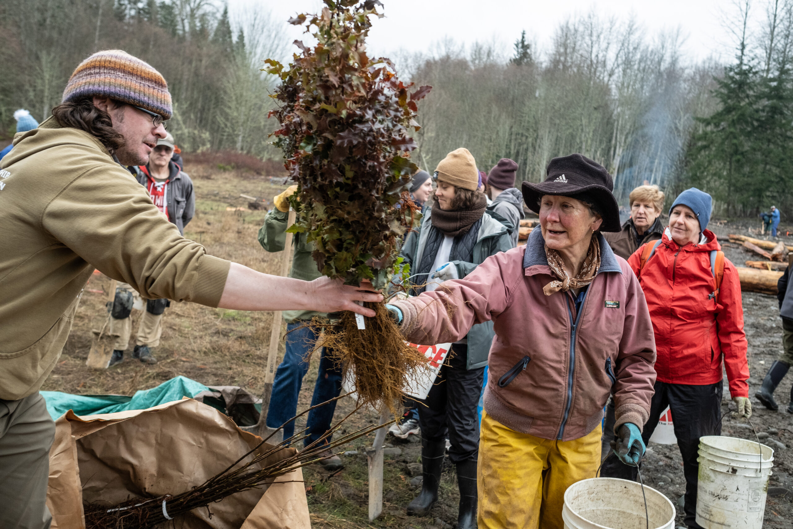 NOSC staff hands a bundle of Oregon Grape to a volunteer planter at Caldero, photo by Charles Espey